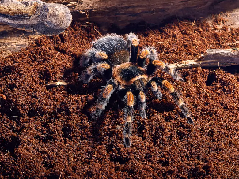 Arachnid bites - when to see a specialist without delay?