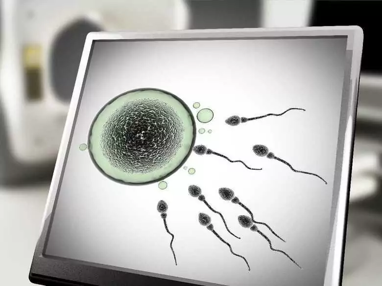 Human evolution and development in the context of menopause and intrauterine embryo selection