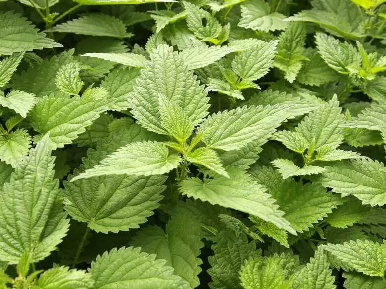 AleAlert: Nettle pollen in July