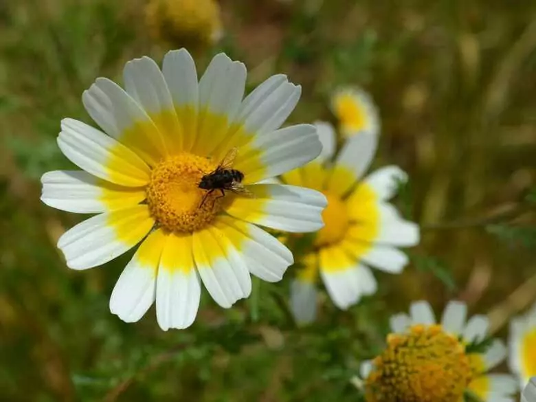 Bee pollen - does it really help?