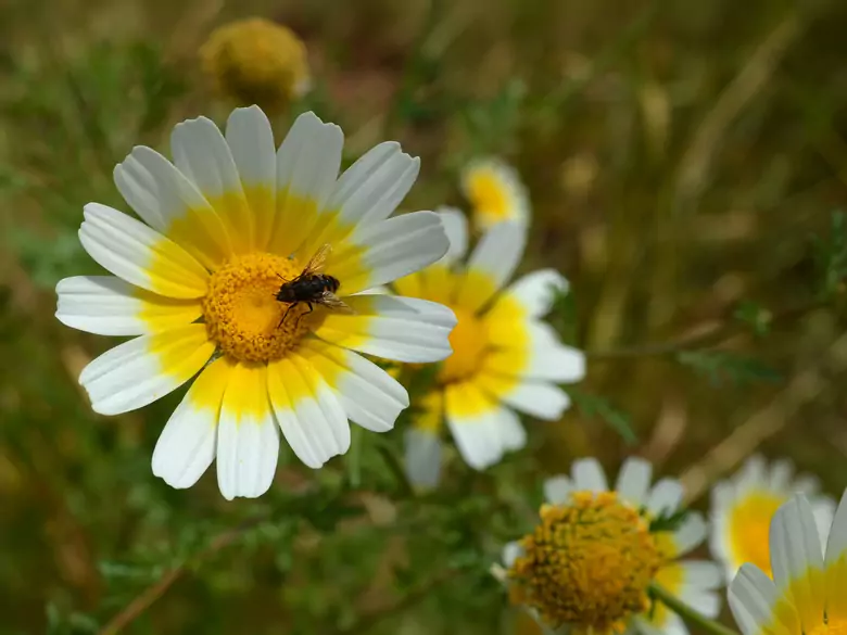 Bee pollen - does it really help?