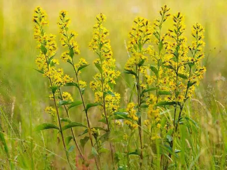 Phytotherapy of varicose veins of the lower extremities and haemorrhoids