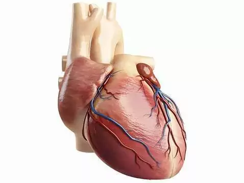 Heart and reason - are their actions really unrelated?