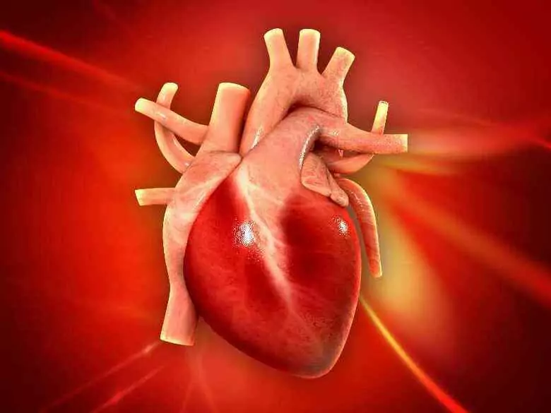 Artichokes and their effects on fat metabolism