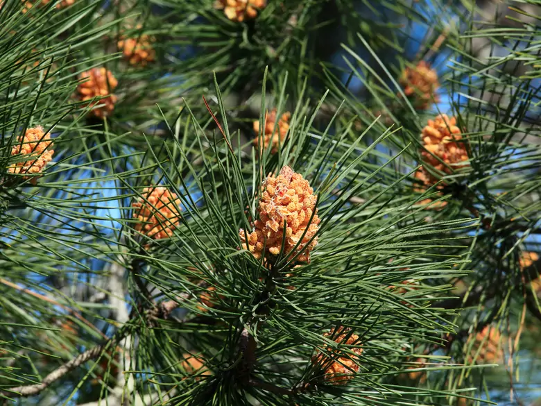 AleAlert: Pine pollen in June