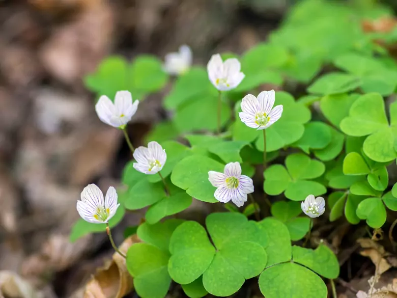 AleAlert: Sorrel pollen in July