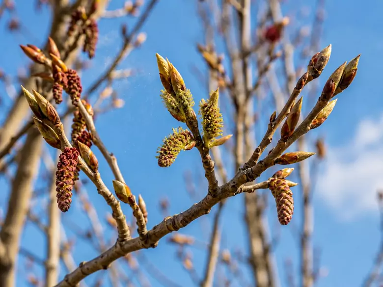 AleAlert: Poplar pollen in March
