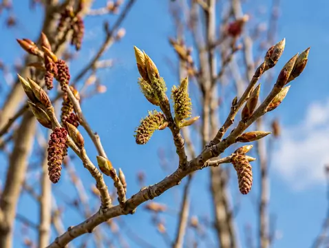 AleAlert: Poplar pollen in March
