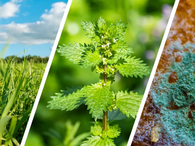 AleAlert: Pollen from grasses, stinging nettles, Cladosporium and Alternaria in July