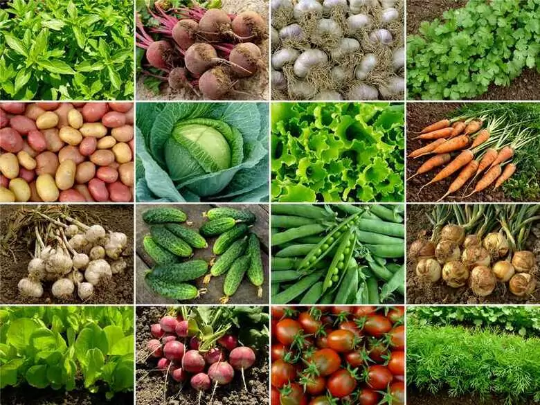 What are the benefits of eating spinach?