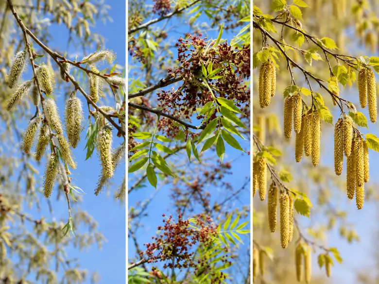 AleAlert: Willow, ash and birch pollen in April