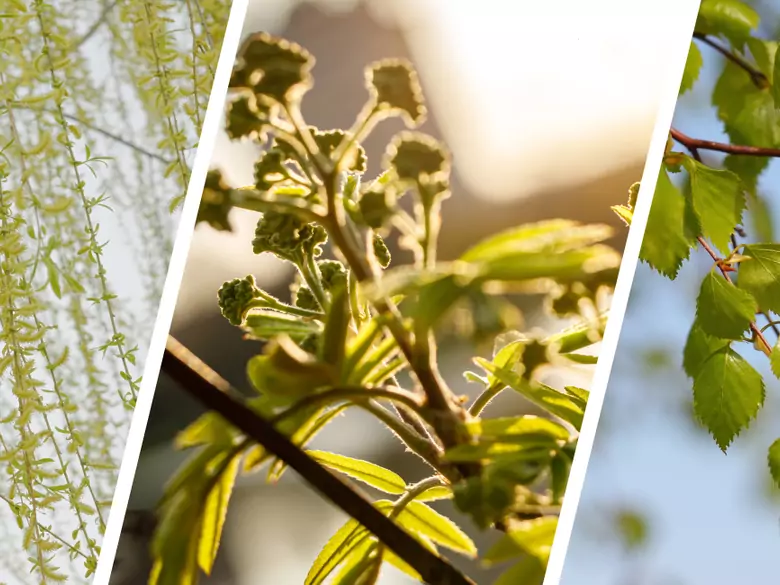 AleAlert: Willow, ash and birch pollen in April