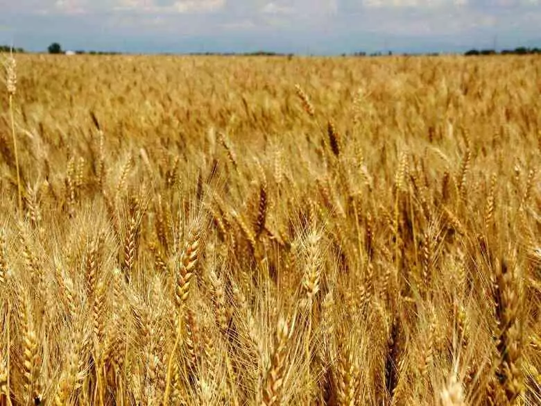 Gluten-free diet - new fad or absolute necessity?