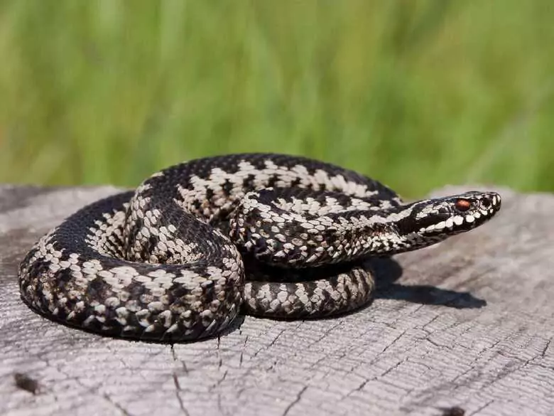 Adder bite